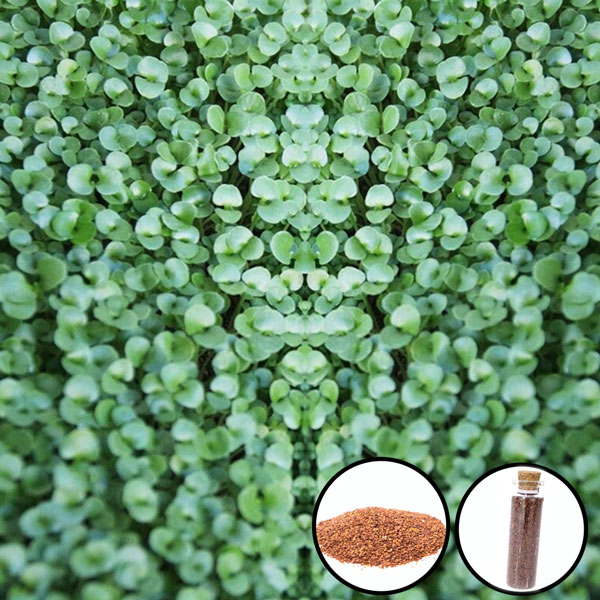 بذور نباتات اعشاب احواض اسماك الزينة سعة 15 مل بشكل نبتة ثنائية الورقة حجم كبير-KR120151