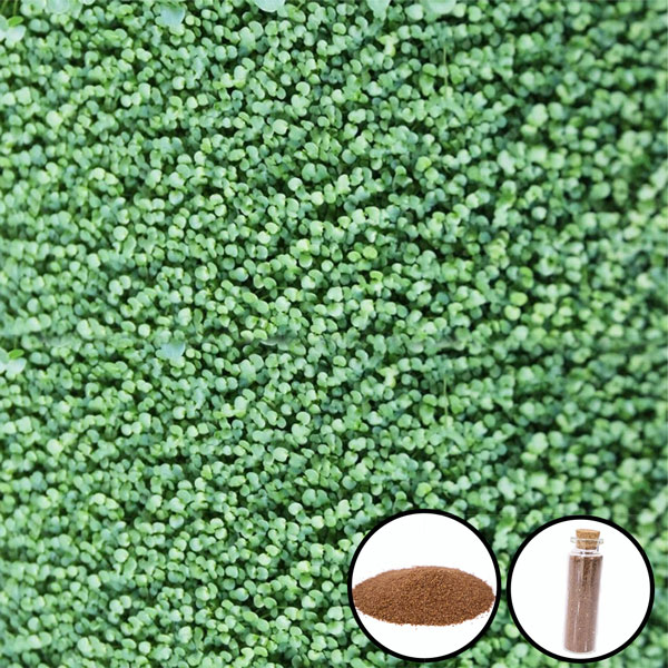 بذور نباتات اعشاب احواض اسماك الزينة سعة 15 مل بشكل نبتة ثنائية الورقة حجم صغير-KR120150