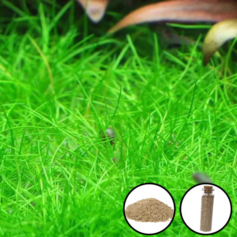 Aquarium seeds mini hair grass 15ml-KR120154