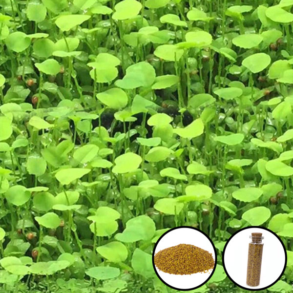 Aquarium seeds love leaf grass 15ml