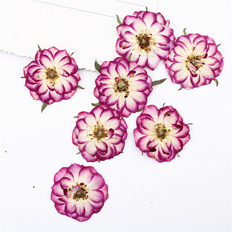 نباتات و زهور مجففة و مضغوطة بعناية لاشغال الريزن G-279-AR010242