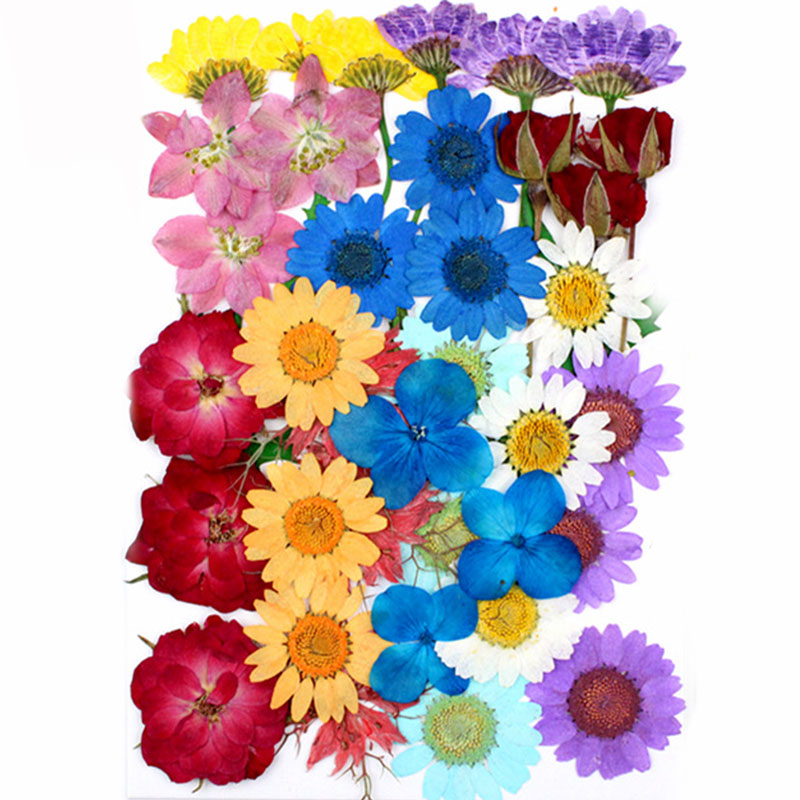 نباتات و زهور مجففة و مضغوطة بعناية لاشغال الريزن G-285-AR010248