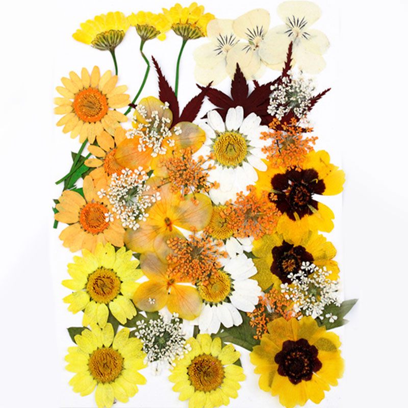 نباتات و زهور مجففة و مضغوطة بعناية لاشغال الريزن G-287-AR010250