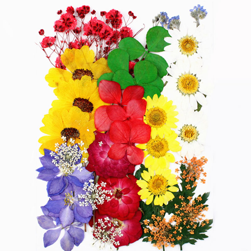 نباتات و زهور مجففة و مضغوطة بعناية لاشغال الريزن G-288-AR010251