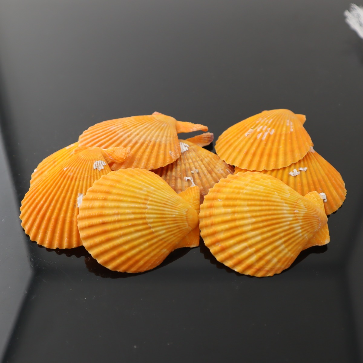 مجموعة صدف طبيعي لاحواض اسماك الزينة و التيراريوم J-531