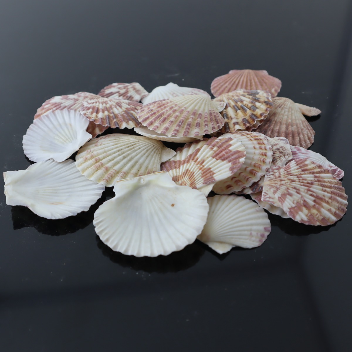 مجموعة صدف طبيعي لاحواض اسماك الزينة و التيراريوم J-532