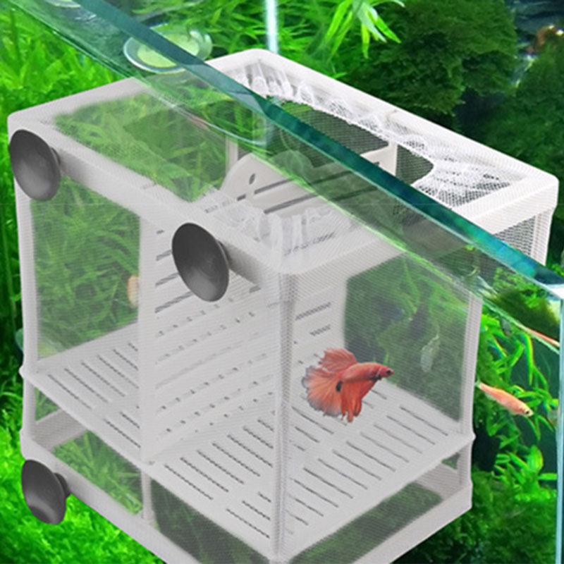 aquarium separation and breeding box dual