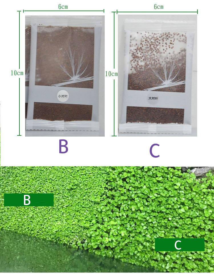 بذور نباتات مائية على شكل عشبة ثنائية الورقة حجم صغير 10 جرام -  B