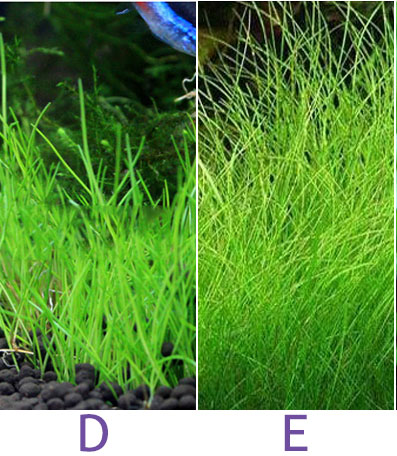Aquarium seeds midium grass 10g d